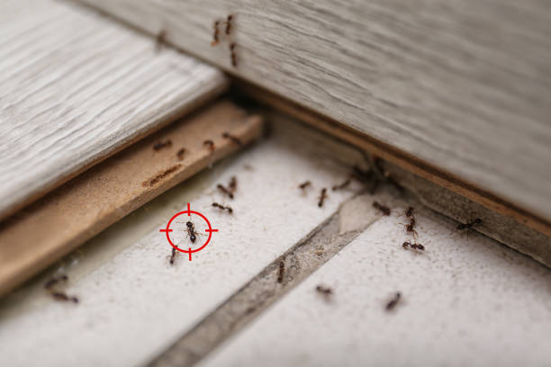 Best Wasp Removal Services  in Beaver, UT